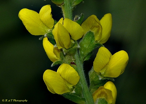{Thermopsis villosa}